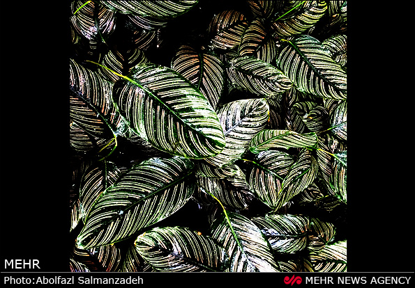 گونه های مختلف گل و گیاه (عکس)