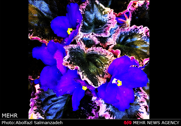 گونه های مختلف گل و گیاه (عکس)