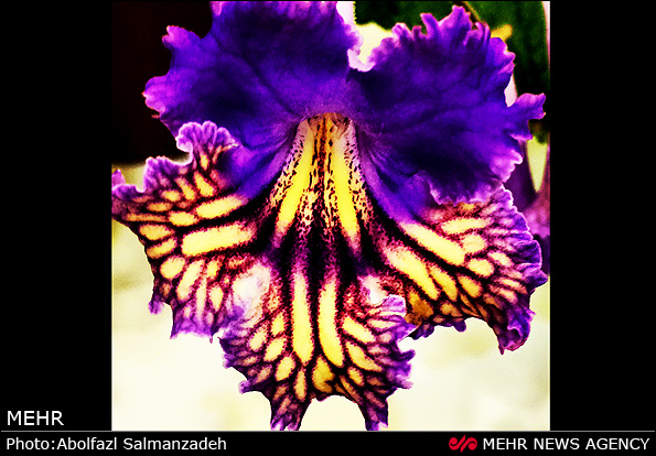 گونه های مختلف گل و گیاه (عکس)