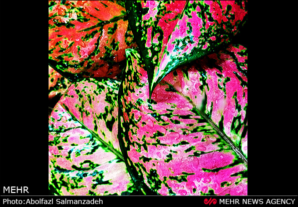 گونه های مختلف گل و گیاه (عکس)