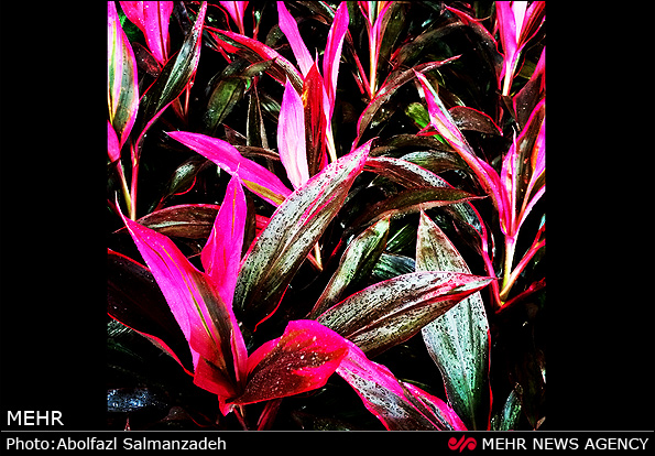 گونه های مختلف گل و گیاه (عکس)