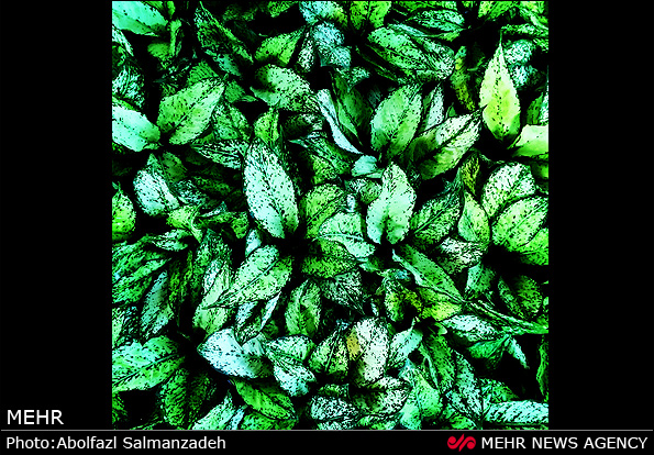 گونه های مختلف گل و گیاه (عکس)