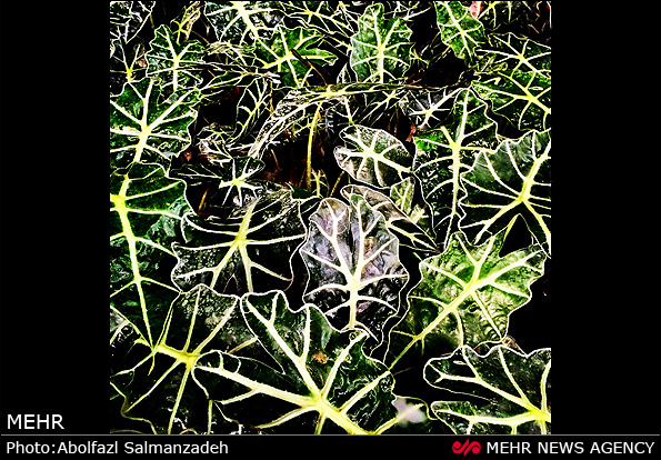 گونه های مختلف گل و گیاه (عکس)