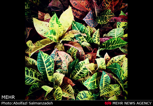 گونه های مختلف گل و گیاه (عکس)