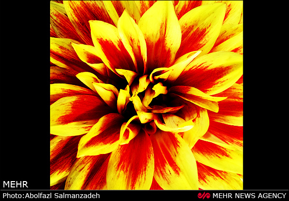 گونه های مختلف گل و گیاه (عکس)