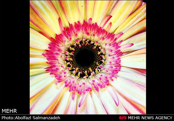 گونه های مختلف گل و گیاه (عکس)