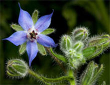 داروهای گیاهی,خواص داروهای گیاهی,جوشانده گیاهی داروهای گیاهی,خواص داروهای گیاهی,جوشانده گیاهی