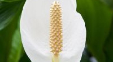 اسپاتی فیلوم (برگ قاشقی) – گیاه تصفیه کننده هوا