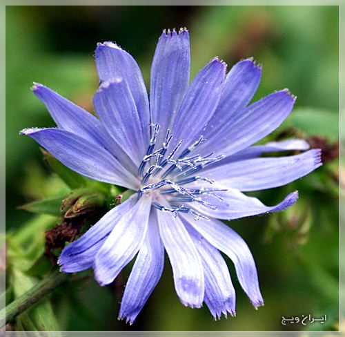 Chicory plants