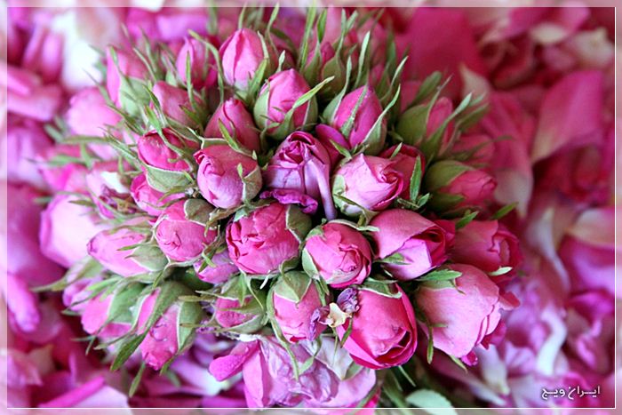 گل محمدی