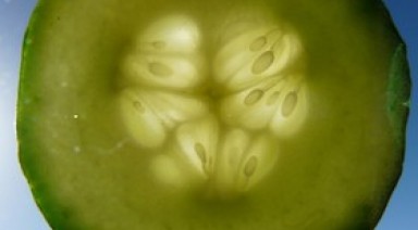 گیاه تلخ شفابخش