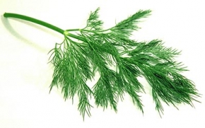 با این سبزی چربی هایتان را بسوزانید