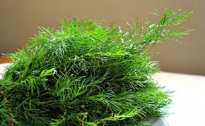 از فواید سبزی شوید چه می‌دانید؟