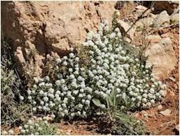 %da%a9%d8%a7%d8%b1%d8%a8%d8%b1%d8%af-%da%af%db%8c%d8%a7%d9%87%d8%a7%d9%86-%d8%af%d8%a7%d8%b1%d9%88%db%8c%db%8c-%d8%af%d8%b1-%d8%b3%d9%84%d8%a7%d9%85%d8%aa-%d8%a7%d9%81%d8%b1%d8%a7%d8%af-%d9%85%d8%b9%d8%b1%d9%81%db%8c-2-%da%af%db%8c%d8%a7%d9%87-%d8%af%d8%b1-%d8%af%d8%b1%d9%85%d8%a7%d9%86-%d8%b3%d8%b1%d9%85%d8%a7%d8%ae%d9%88%d8%b1%d8%af%da%af%db%8c