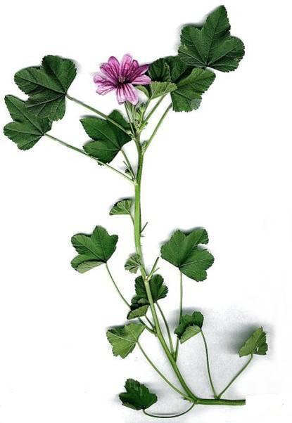 %da%a9%d8%a7%d8%b1%d8%a8%d8%b1%d8%af-%da%af%db%8c%d8%a7%d9%87%d8%a7%d9%86-%d8%af%d8%a7%d8%b1%d9%88%db%8c%db%8c-%d8%af%d8%b1-%d8%b3%d9%84%d8%a7%d9%85%d8%aa-%d8%a7%d9%81%d8%b1%d8%a7%d8%af-%d9%85%d8%b9%d8%b1%d9%81%db%8c-2-%da%af%db%8c%d8%a7%d9%87-%d8%af%d8%b1-%d8%af%d8%b1%d9%85%d8%a7%d9%86-%d8%b3%d8%b1%d9%85%d8%a7%d8%ae%d9%88%d8%b1%d8%af%da%af%db%8c