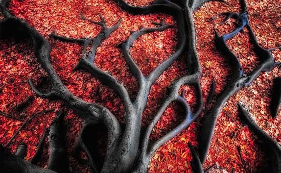 دیدن این تصاویر را از دست ندهید! 