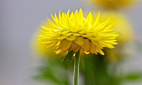 flower