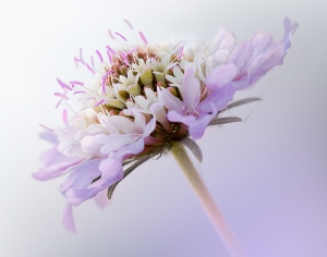 چهل تصویر از زیباترین گل ها