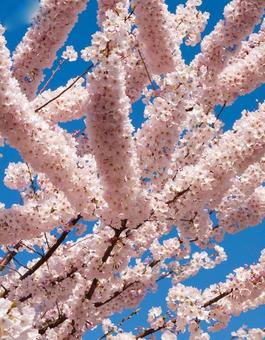 پیک نیک ژاپنی زیر شکوفه های گیلاس