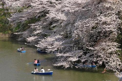 پیک نیک ژاپنی زیر شکوفه های گیلاس