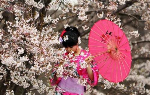 پیک نیک ژاپنی زیر شکوفه های گیلاس