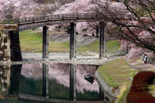 پیک نیک ژاپنی زیر شکوفه های گیلاس