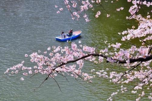 پیک نیک ژاپنی زیر شکوفه های گیلاس