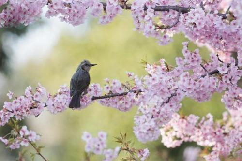 پیک نیک ژاپنی زیر شکوفه های گیلاس