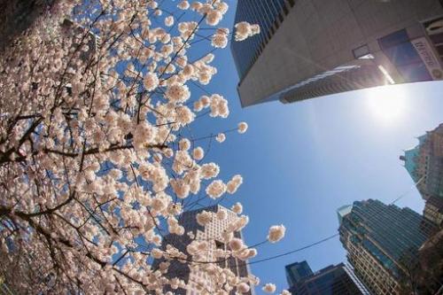 پیک نیک ژاپنی زیر شکوفه های گیلاس