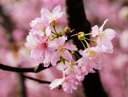 پیک نیک ژاپنی زیر شکوفه های گیلاس