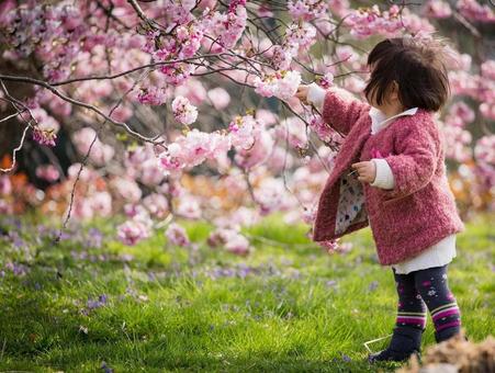 پیک نیک ژاپنی زیر شکوفه های گیلاس