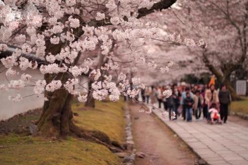 پیک نیک ژاپنی زیر شکوفه های گیلاس