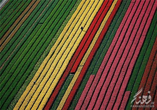 مزارع گل در بهار+تصاویر