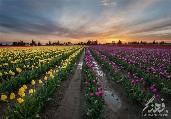 مزارع گل در بهار+تصاویر
