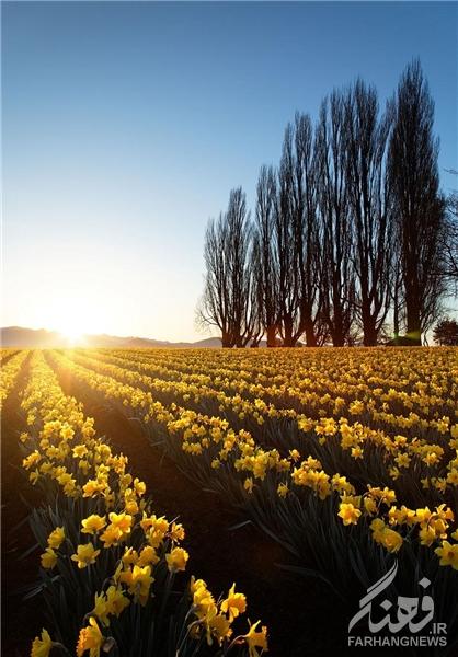 مزارع گل در بهار+تصاویر