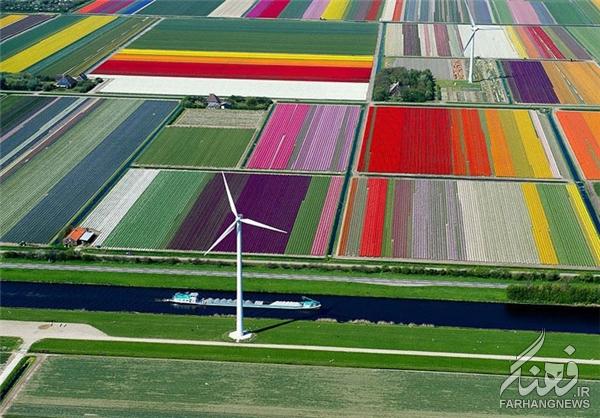 مزارع گل در بهار+تصاویر