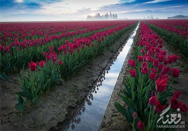مزارع گل در بهار+تصاویر