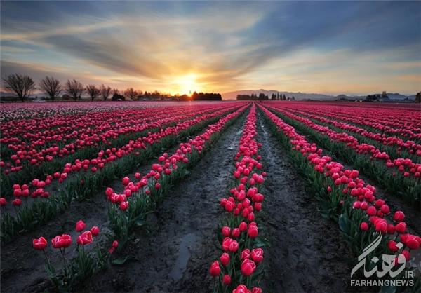 مزارع گل در بهار+تصاویر