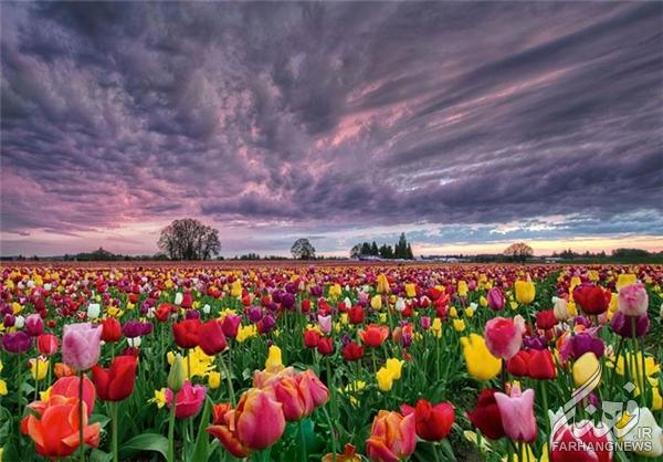 مزارع گل در بهار+تصاویر