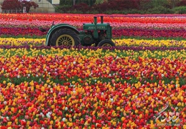 مزارع گل در بهار+تصاویر