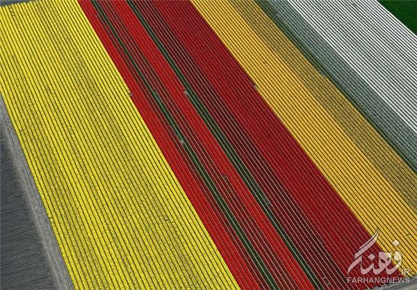 مزارع گل در بهار+تصاویر