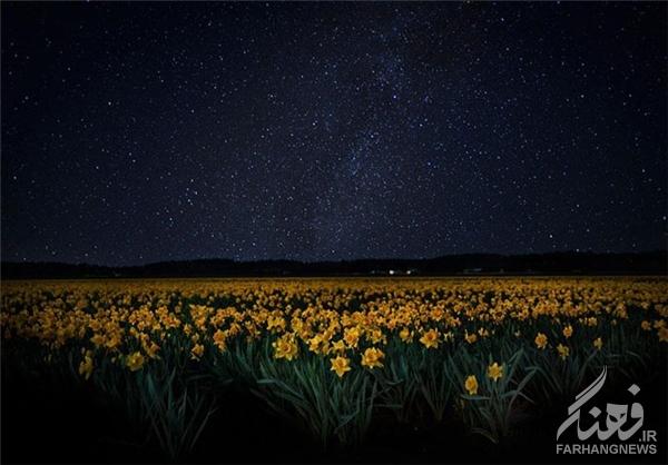 مزارع گل در بهار+تصاویر