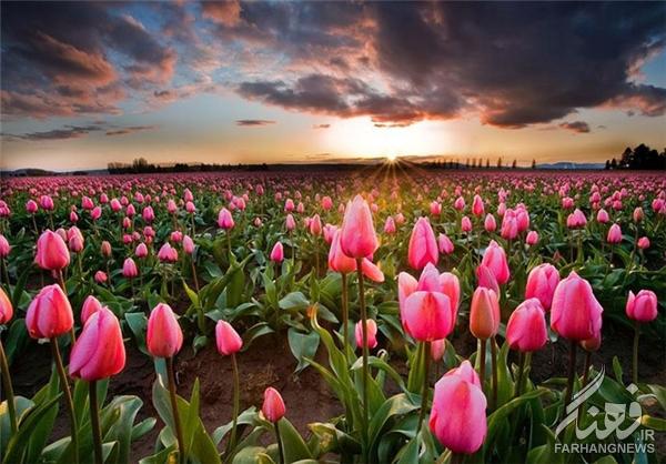 مزارع گل در بهار+تصاویر