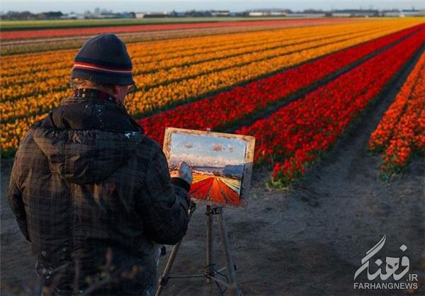 مزارع گل در بهار+تصاویر