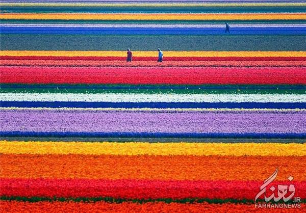 مزارع گل در بهار+تصاویر