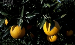 خبرگزاری فارس: توسعه باغات در 300 هکتار از ارتفاعات ممبی/آزمایش کاشت درخت پسته در بهمئی