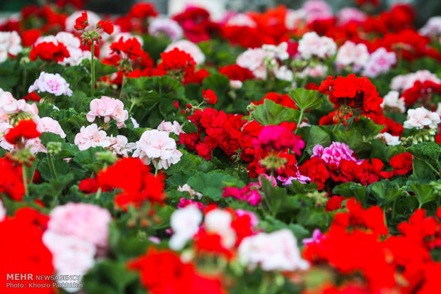 بازار گل وگیاه