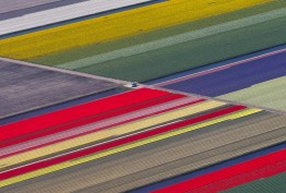 تصاویر بهاری گلزارهای هلند +عکس