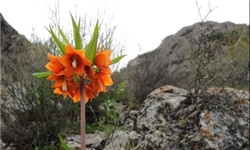 خبرگزاری فارس: «آیگل‌»؛ گیاهی نادر و بومی در قرقیزستان+تصاویر