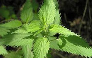 گزنه؛ گیاهی برای تقویت سیستم ایمنی بدن 